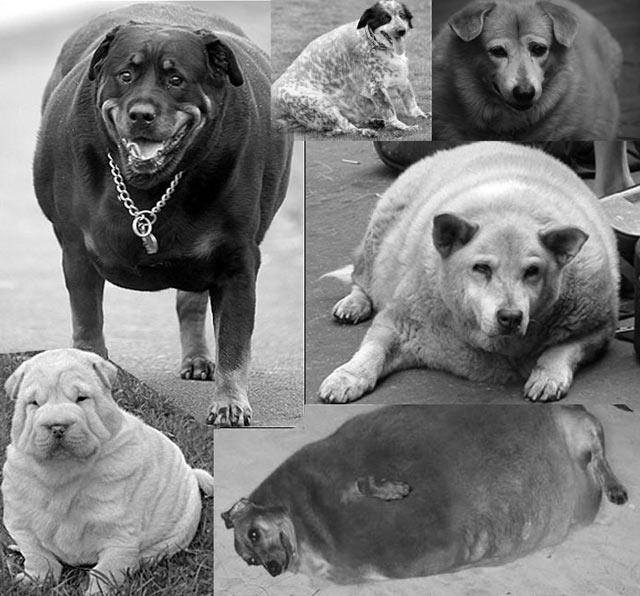 Ожирение собаки