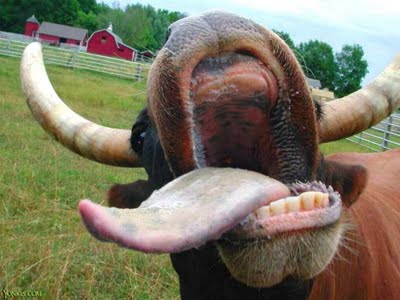 вареный телячий язык коровы